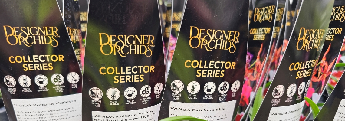Banner Image Vanda.jpeg
